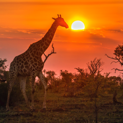 Zuid-Afrika